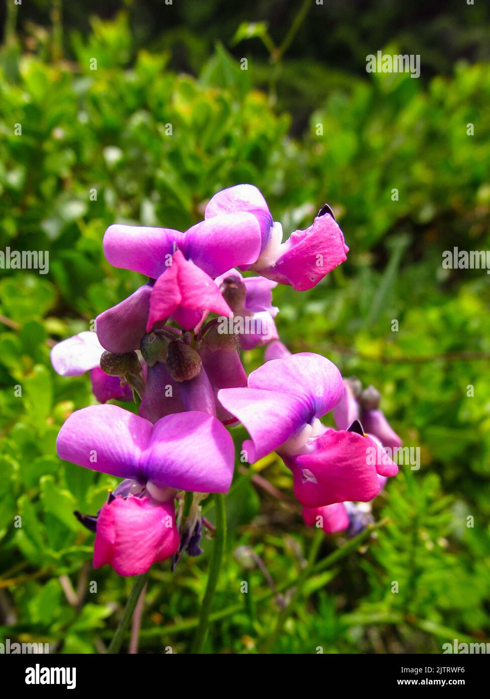 Close-up of the bright pink and purple flowers of a cape sweet pea, Dipogon Lignosus, growing wild along the Tsitsikamma Coastline in South Africa Stock Photo