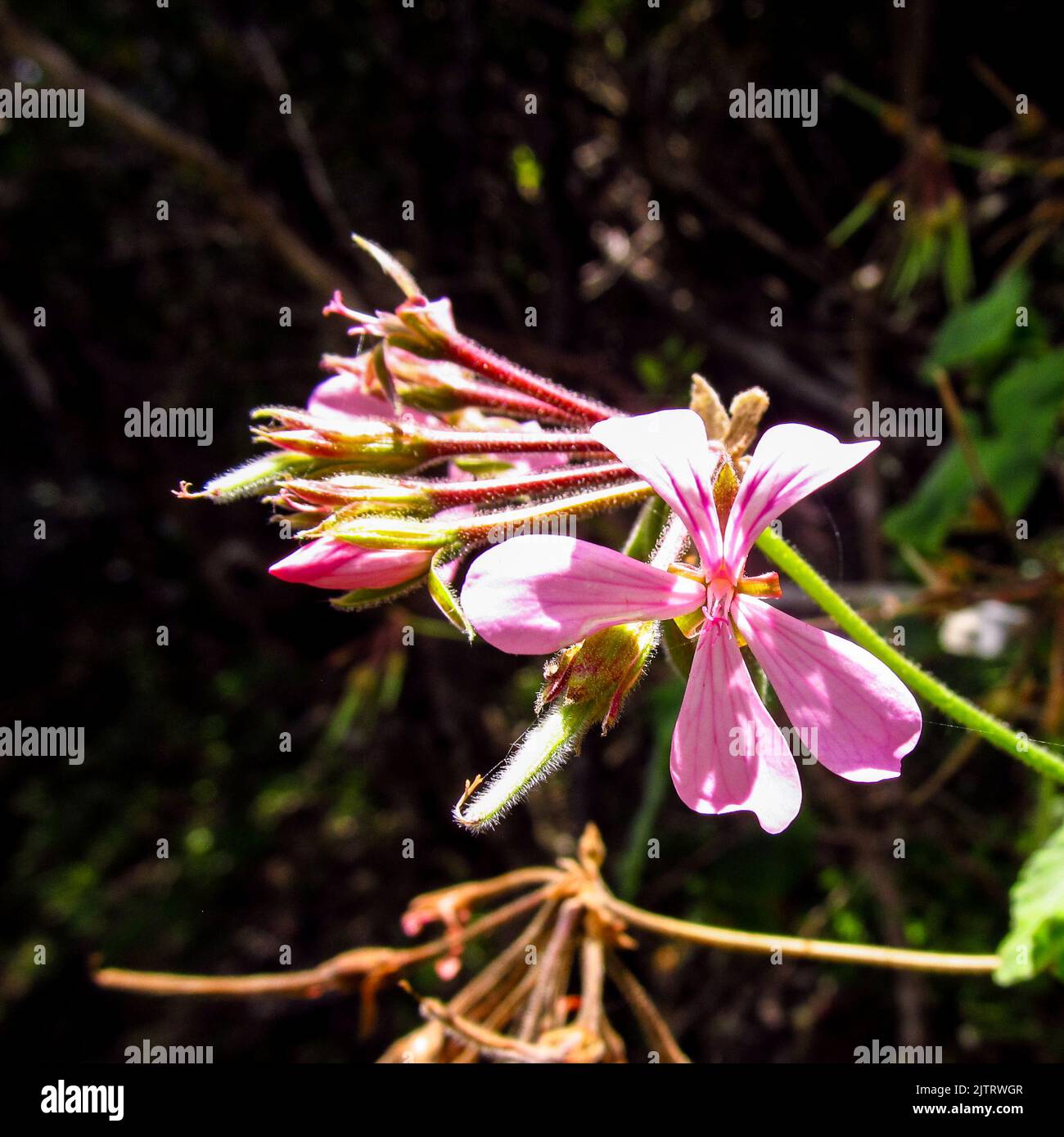 Delicate pink flowers of a pelargonium, against a dark background, growing wild in the Tsitsikamma forest of South Africa. Stock Photo