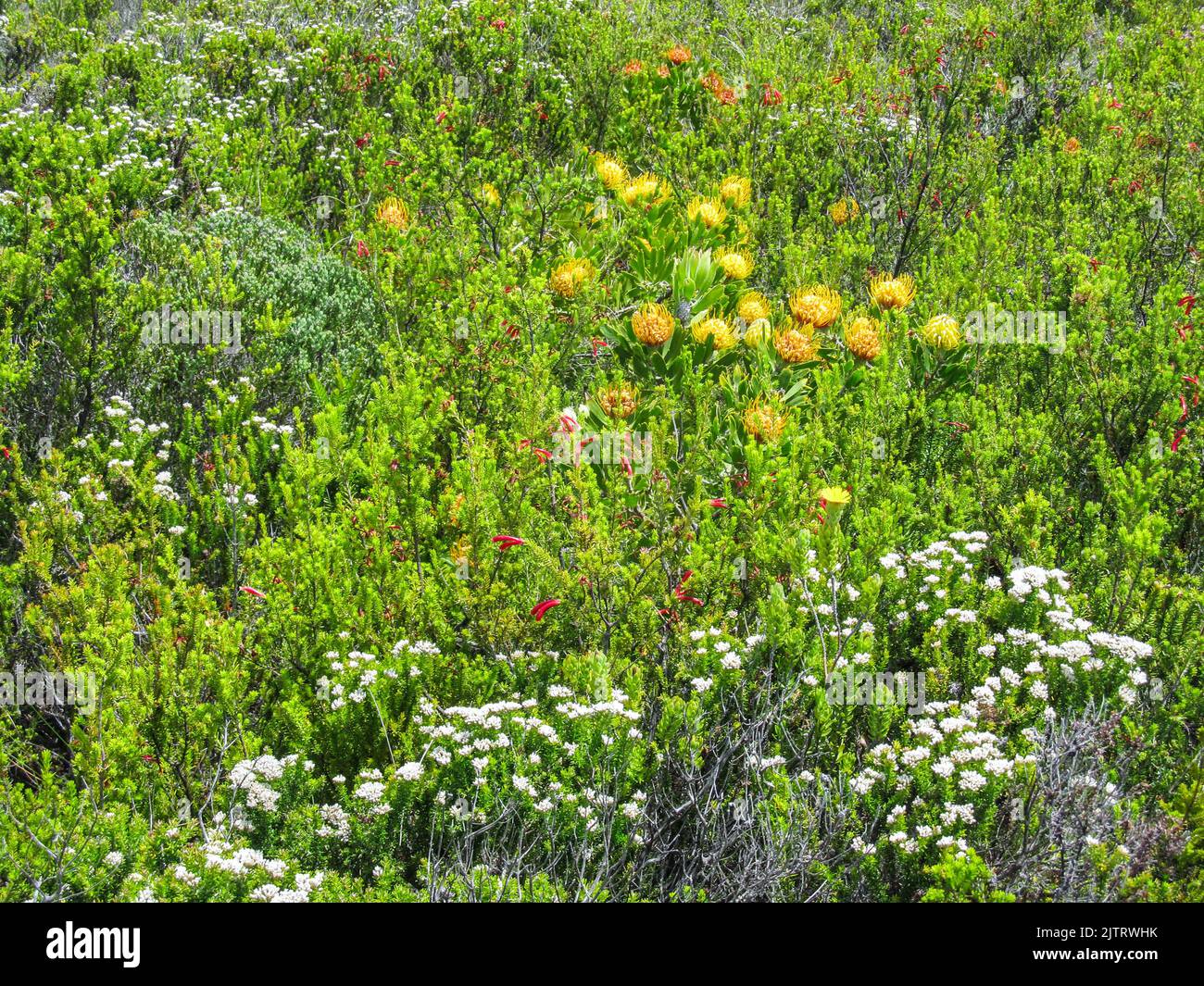 A mass of different flowering fynbos, including Proteas and Ericas, in the summertime on the cliffs of the Tsitsikamma Coast, South Africa. Stock Photo