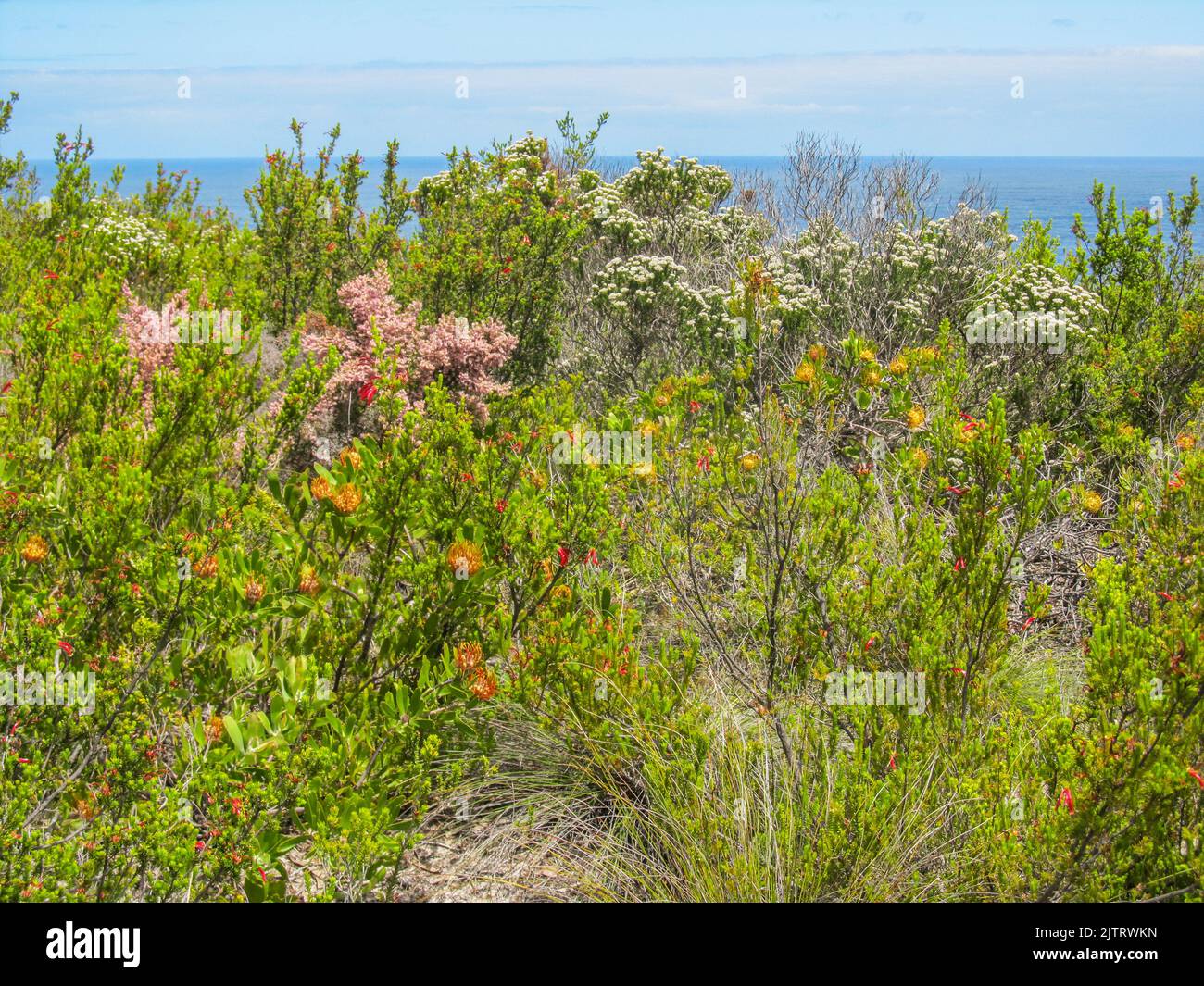 Fynbos in full bloom in the summer along the Tsitsikamma Coastline of South Africa. Stock Photo