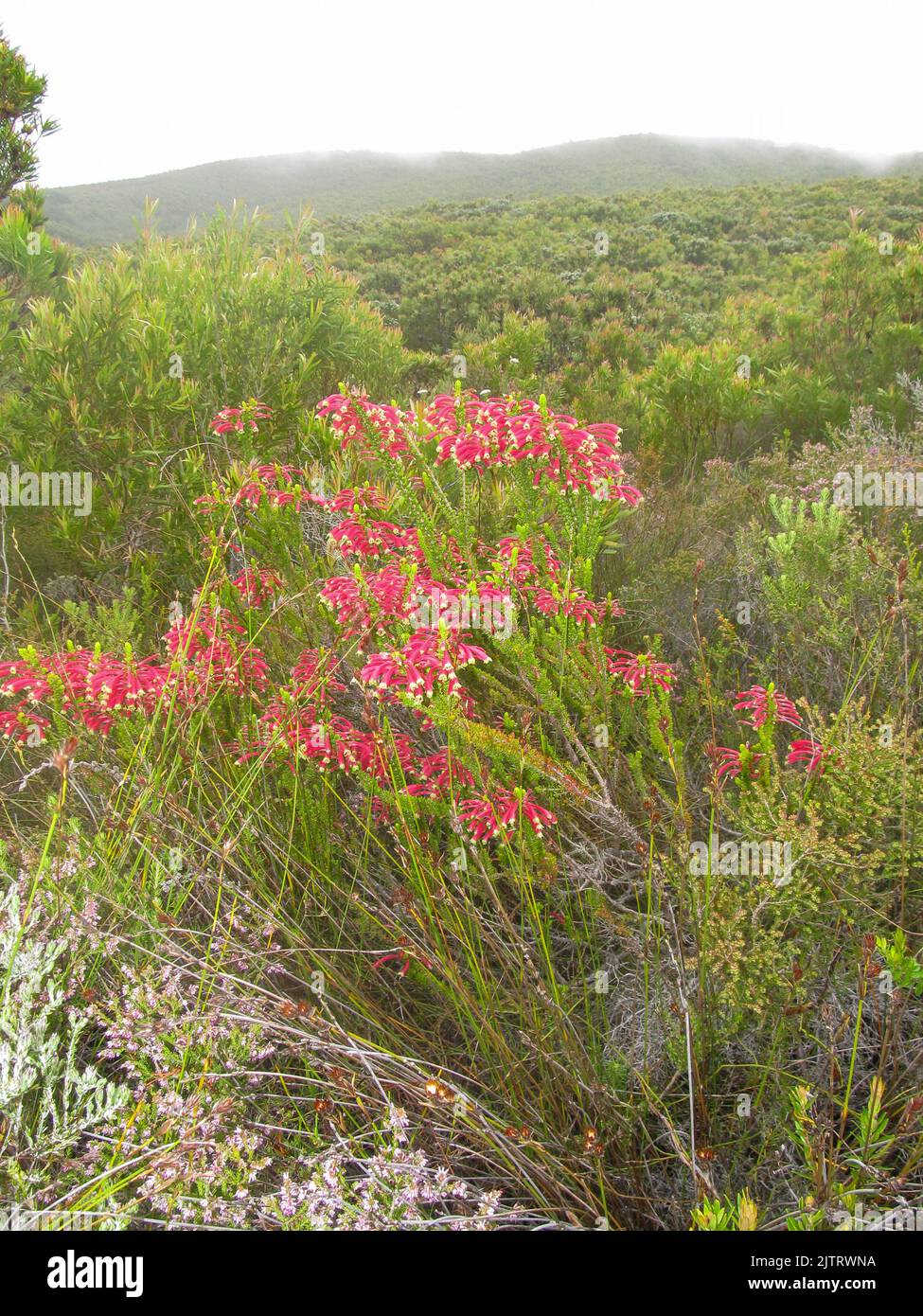 Erica Densifolia, commonly known as Harlequin Heath, in full bloom, with the Tstikamma mountains, South Africa, shrouded in mist in the background. Stock Photo