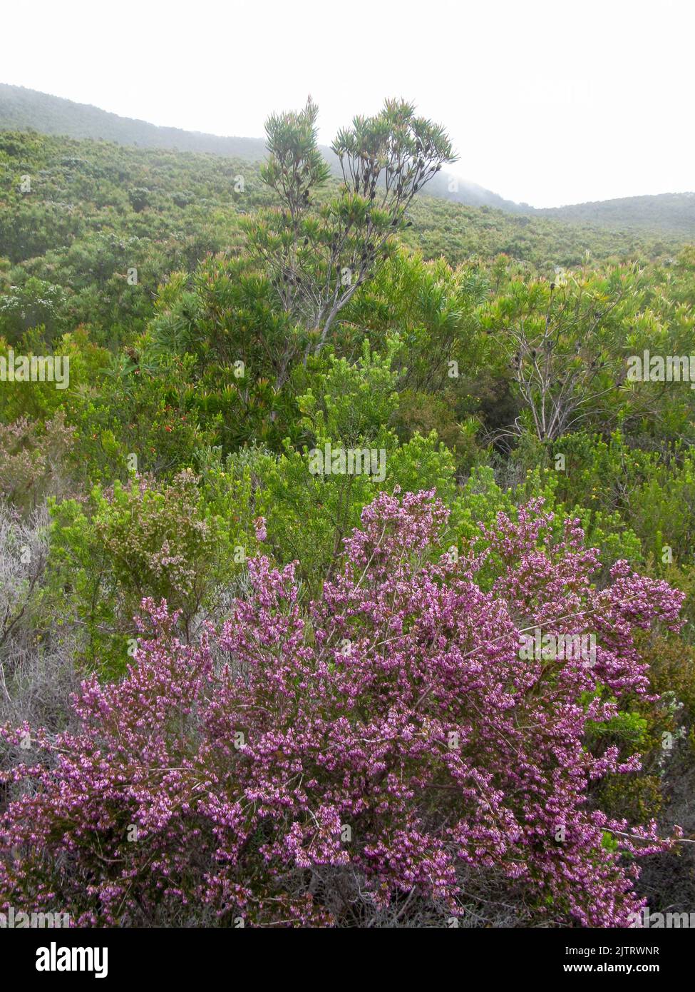 View over the fynbos covered high ridges of the Tsitsikamma Mountains of South Africa, with pink ericas in full bloom in the foreground. Stock Photo
