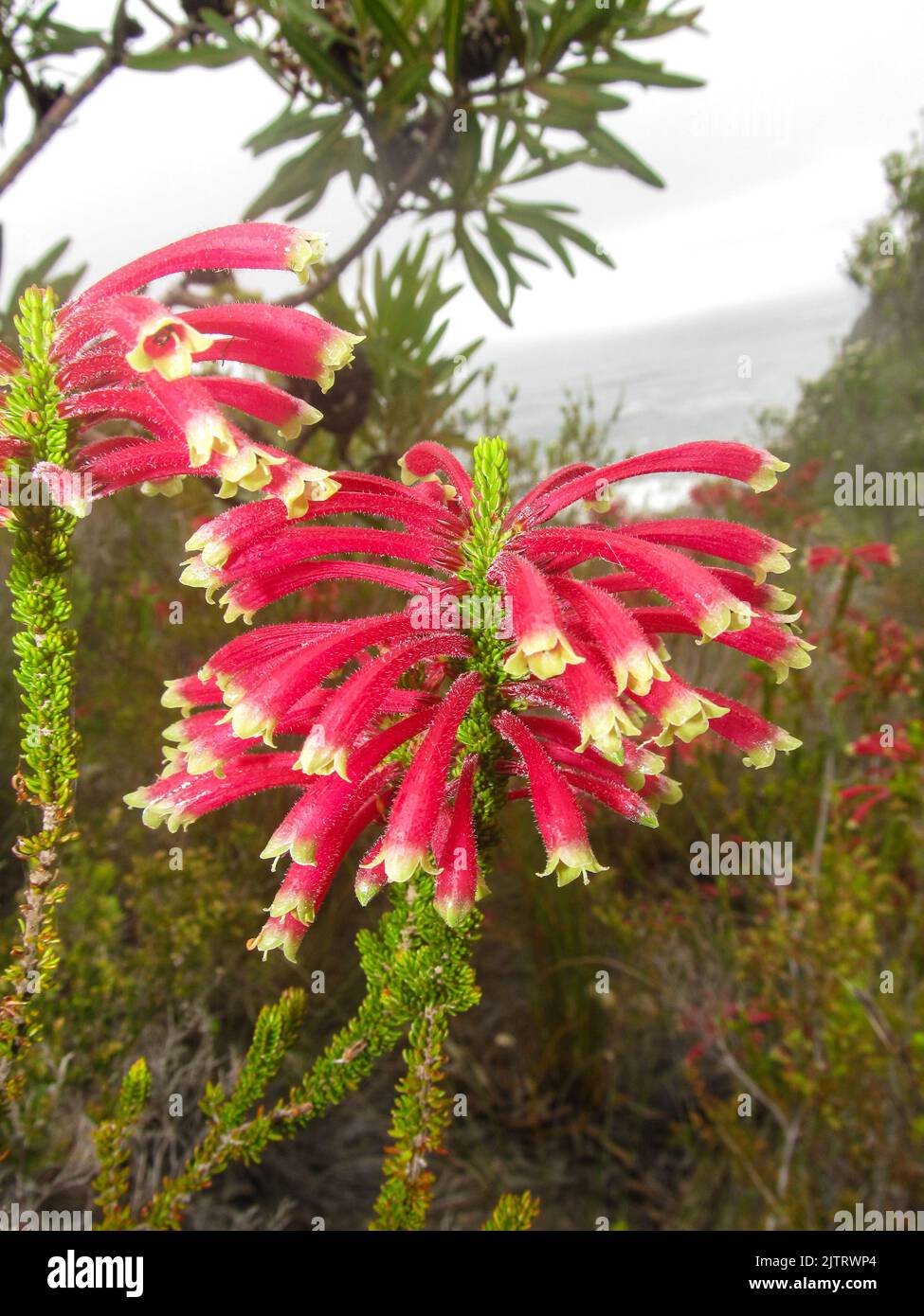 Close-up of the pinkish-red and yellow flowers of Erica Densifolia, also known as Harlequin Heath. Stock Photo