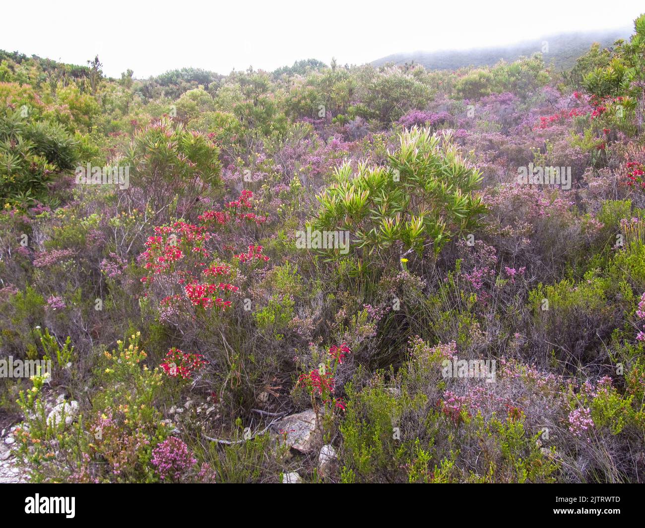 Various Ericas in full bloom, in the fynbos along the misty Tsitskamma Mountains of South Africa. Stock Photo