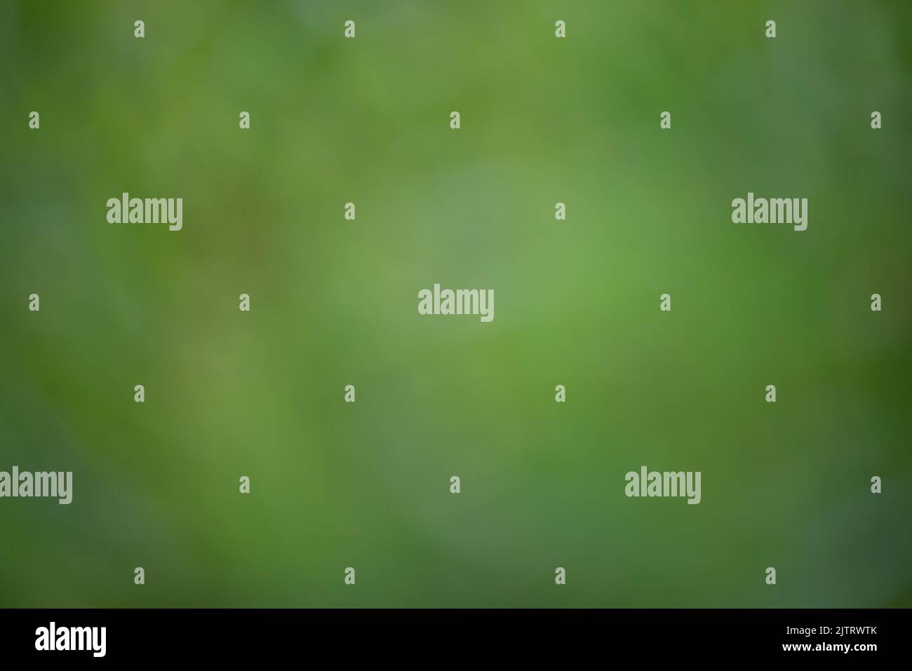 Leaf background on a green background Stock Photo