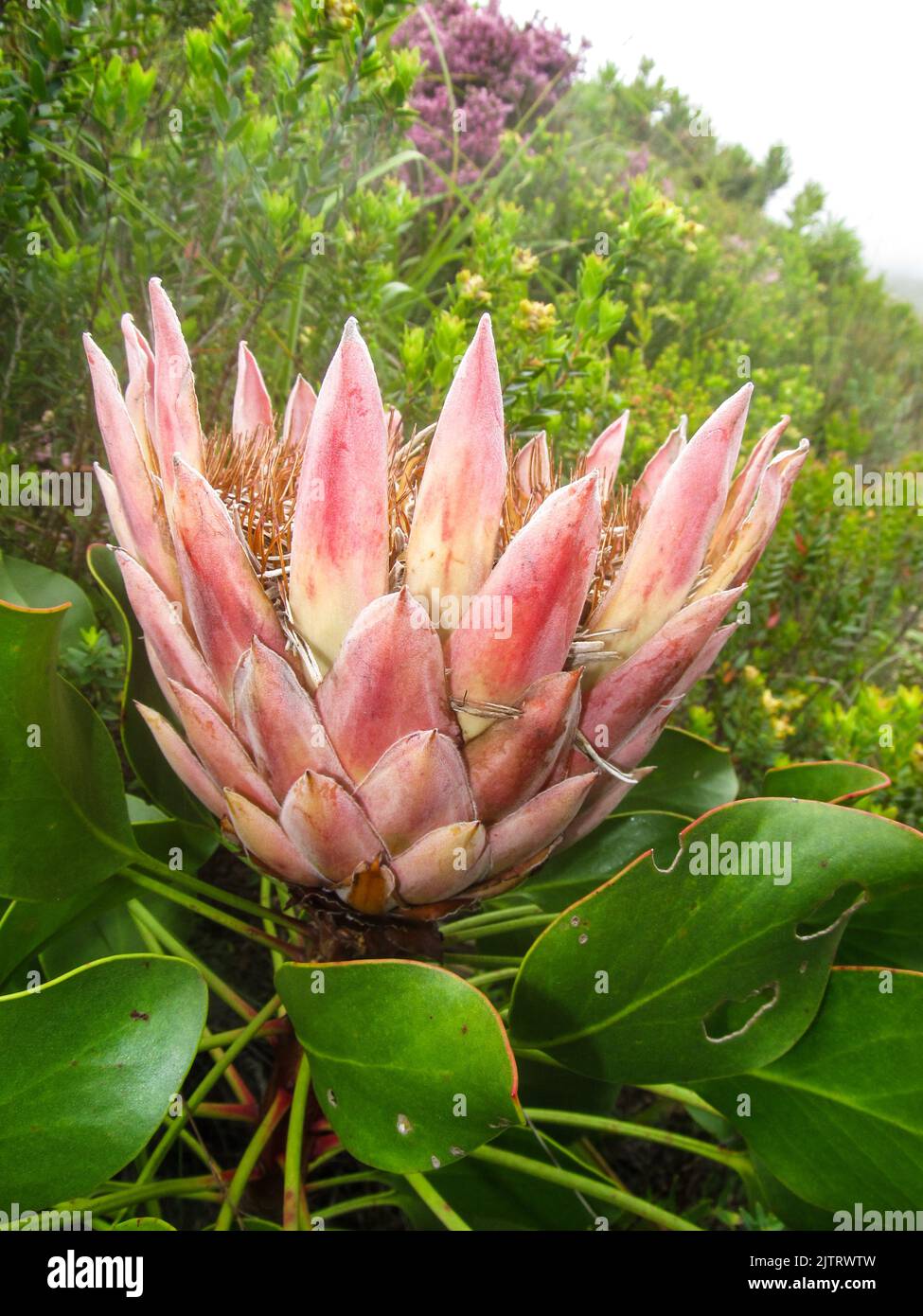 Side view of an old Queen Protea flower, starting to turn to seed along the fynbos in the coast