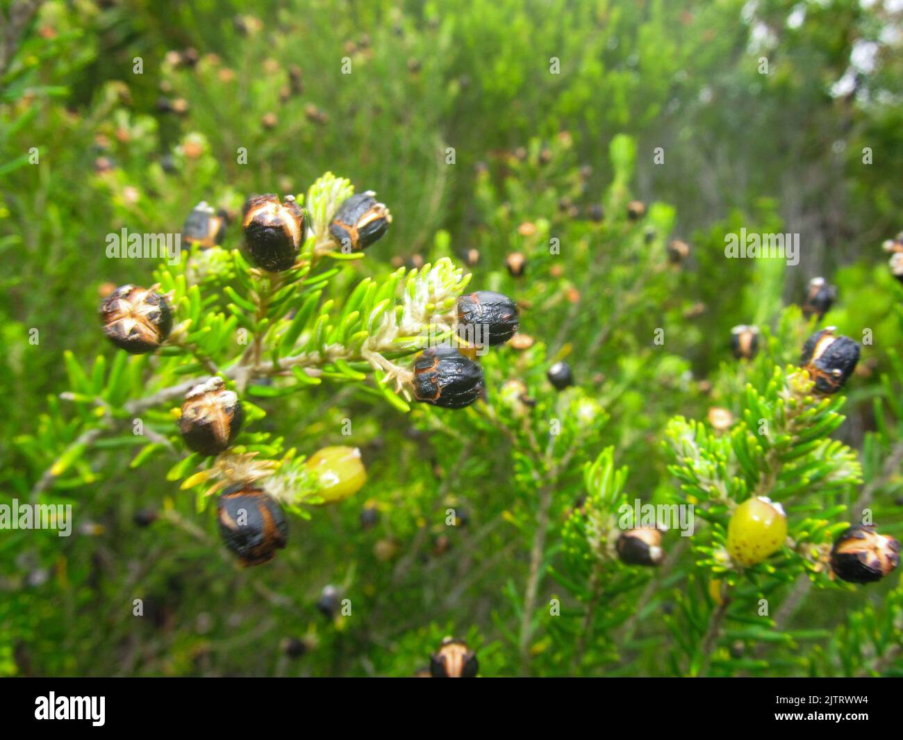 Small black seeds in an Erica bush in the fynbos along the coastal garden Route South Africa. Stock Photo