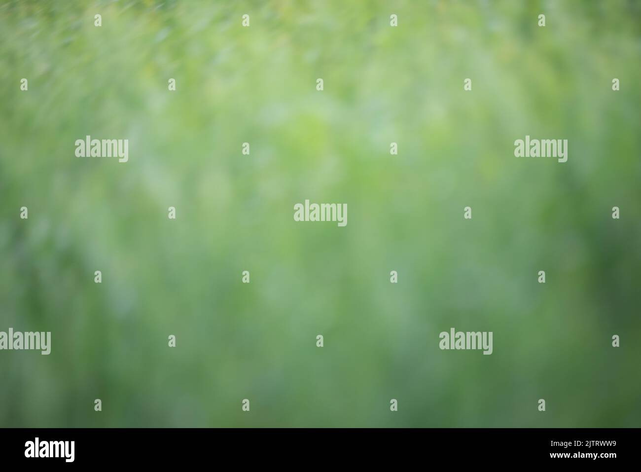 Leaf background on a green background Stock Photo