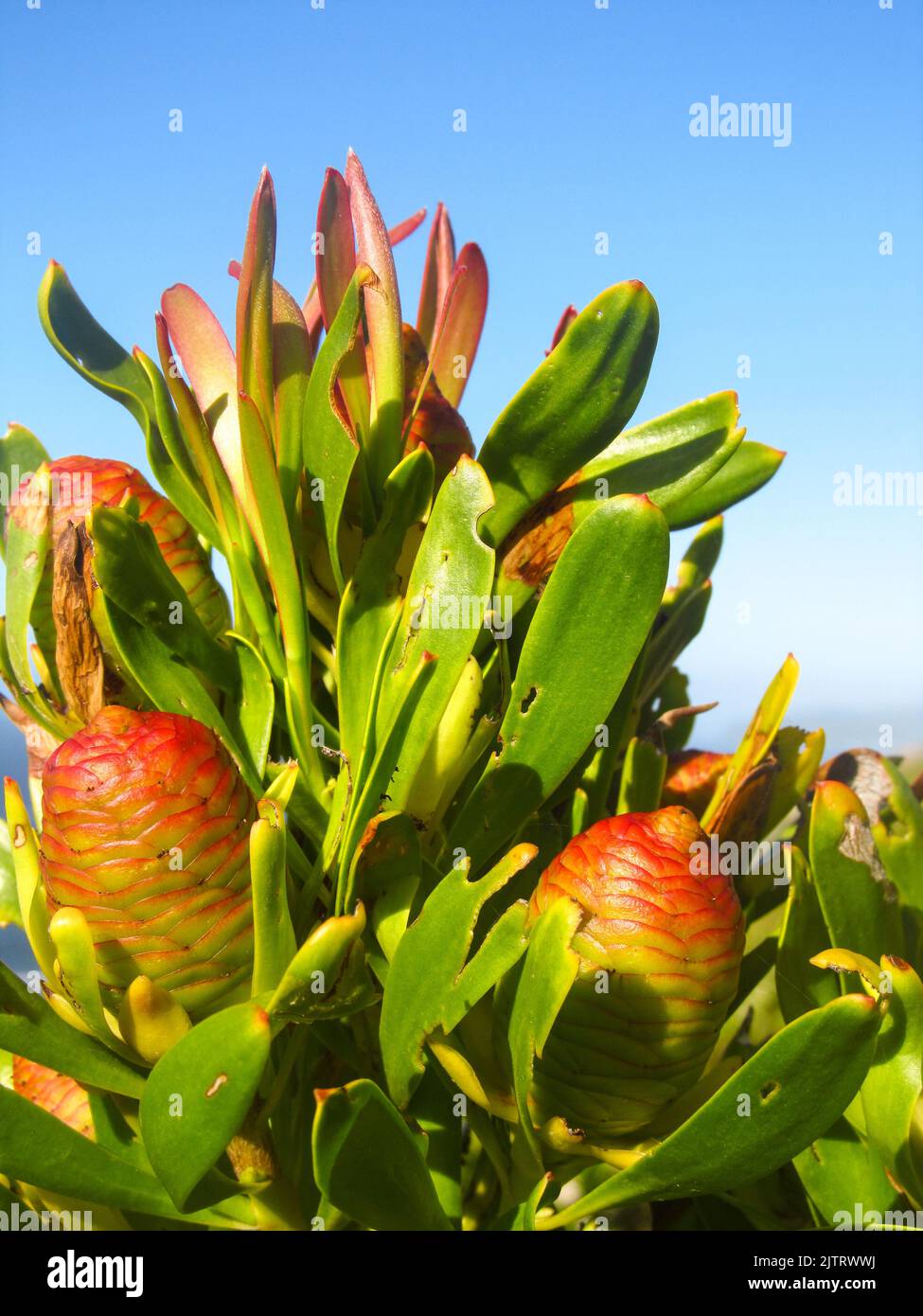 Flower buds, forming on the tip of a protea bush, on a clear summer day along the Garden Route coast of South Africa. Stock Photo
