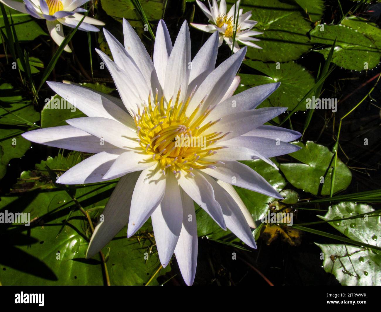 A large white open white colored Cape waterlily, Nymphaea nouchali, with its bright yellow colored Sepals, in the Kruger National Park, South Africa. Stock Photo