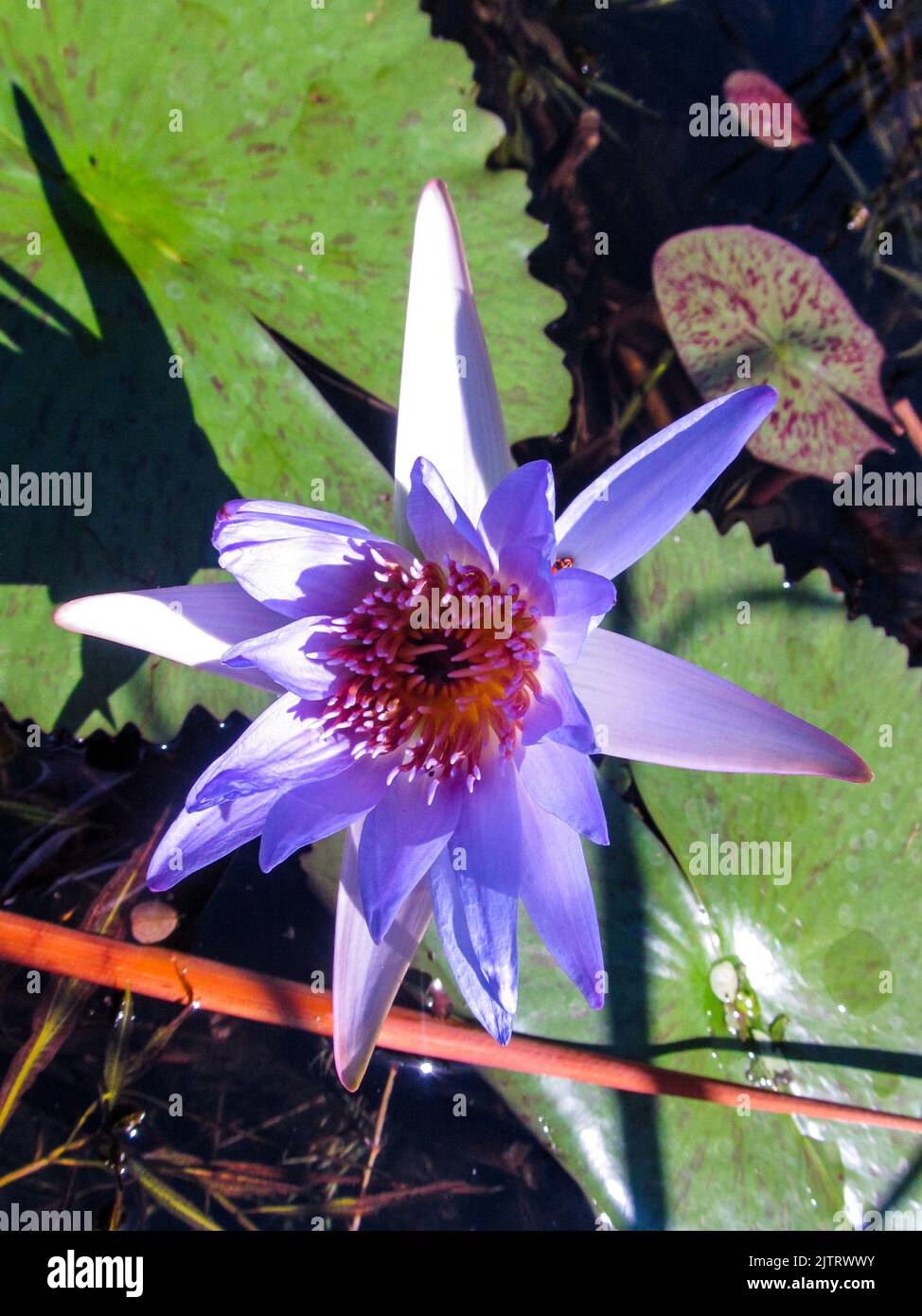 A light-colored purplish-blue Cape water lily, Nymphaea nouchali, starting to open, in a small pond in the Kruger National Park, South Africa Stock Photo