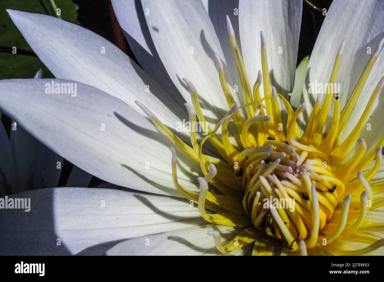 Close-up of the bright yellow sepals of a white cape water lily. This is an indigenous waterlily, which occur widespread over South Africa Stock Photo