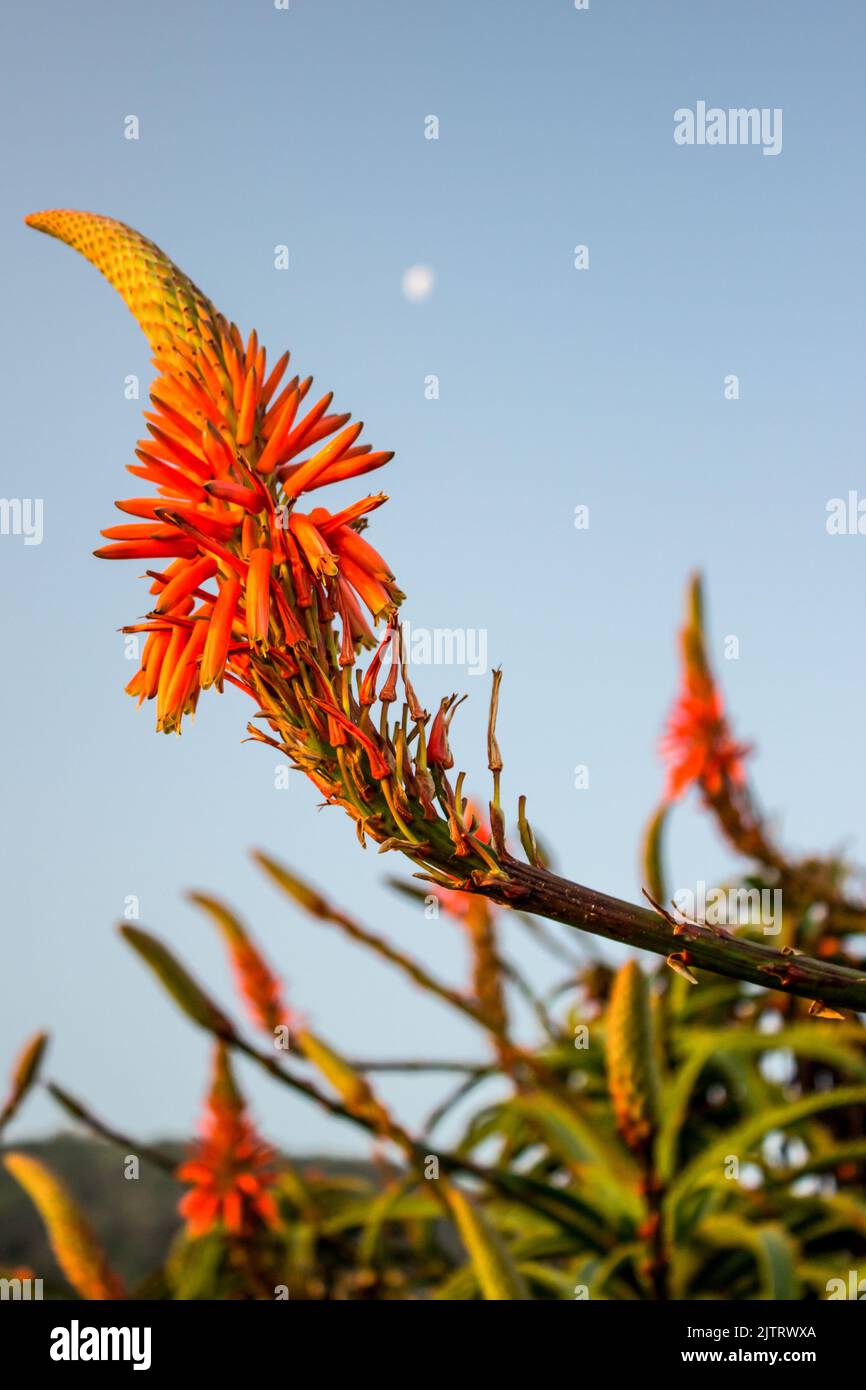 Close-up of the orange flower of a Kranz Aloe, Aloe arborescens, in bloom in early winter along the Garden Route Coast of South Africa Stock Photo