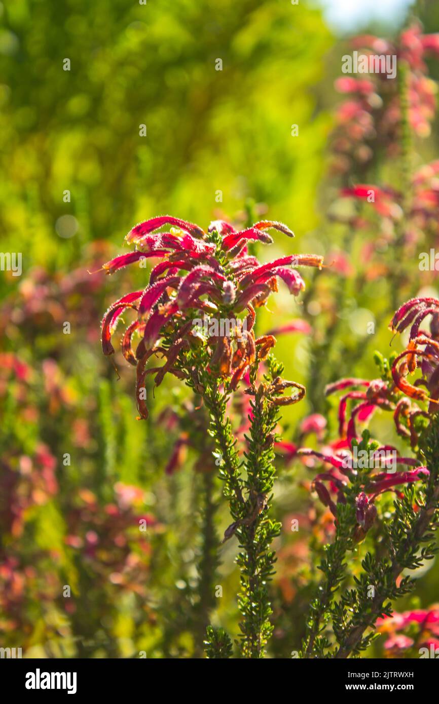 Backlit red colored Erica flowers, along the Tsitsikamma Coast of South Africa Stock Photo