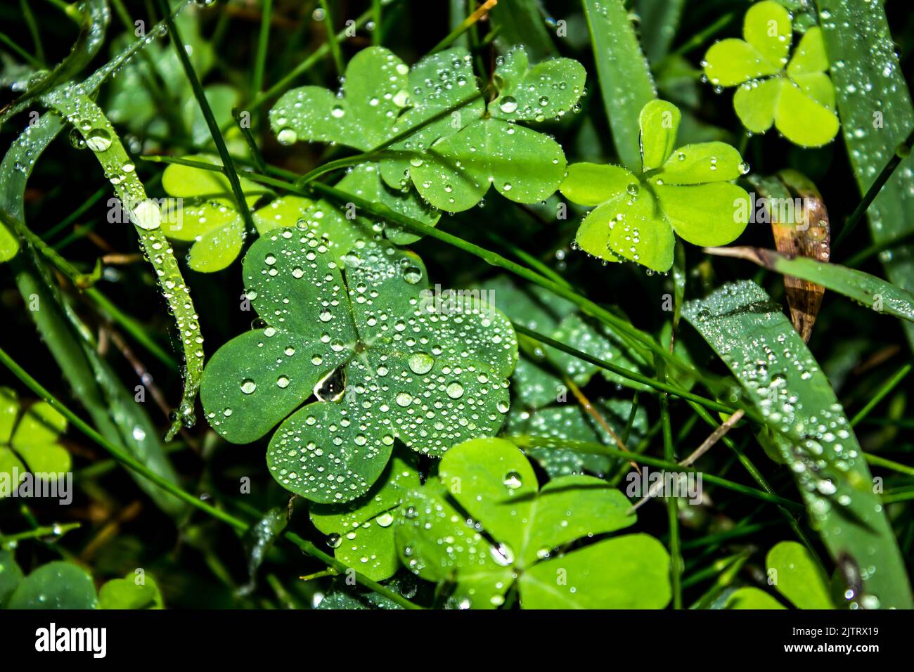 The heart shaped leafs of woodsorrel, covered in droplets in the undergrowth of the Tsitsikamma Forest, South Africa. Stock Photo