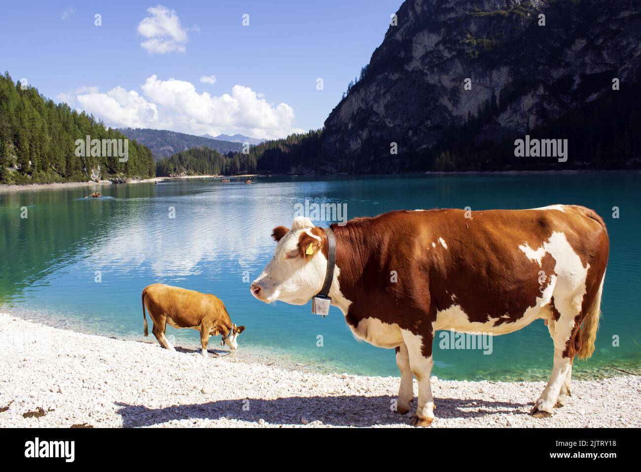 Cows In Italy Cows at the Braies lake, Italy, Dolomiten Stock Photo - Alamy