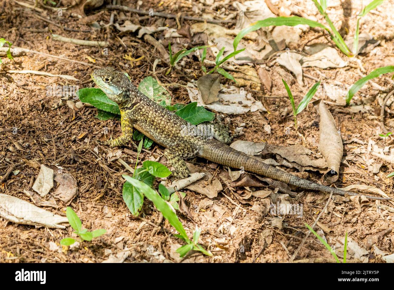 Tropidurus oreadicus sunbathing, Brazilian lizard Stock Photo - Alamy