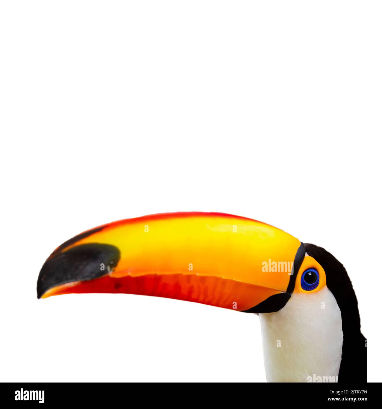 Beautiful toucan on white background . Stock Photo