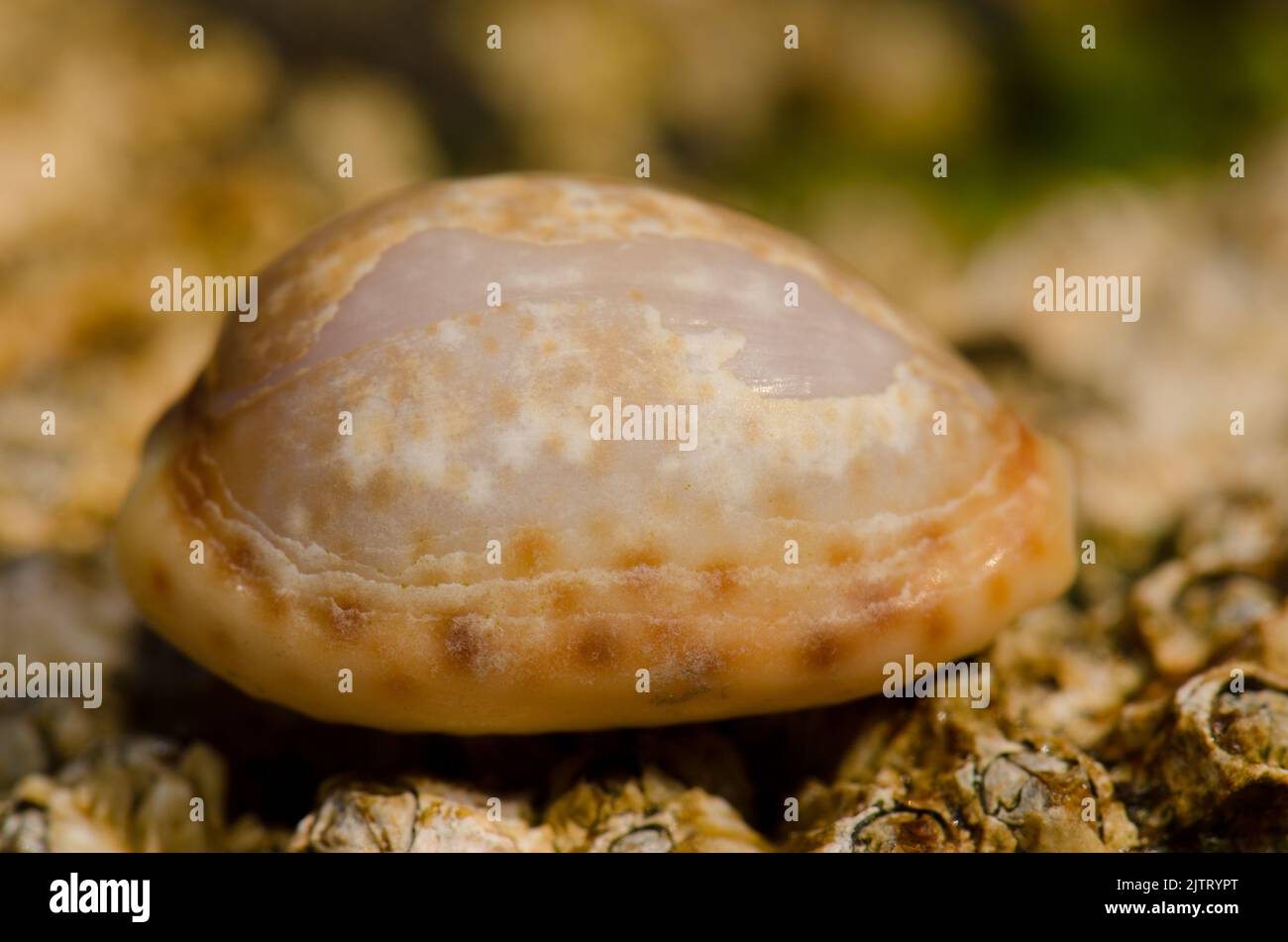 Shell of a dirty cowry Naria spurca. La Garita. Telde. Gran Canaria. Canary Islands. Spain. Stock Photo