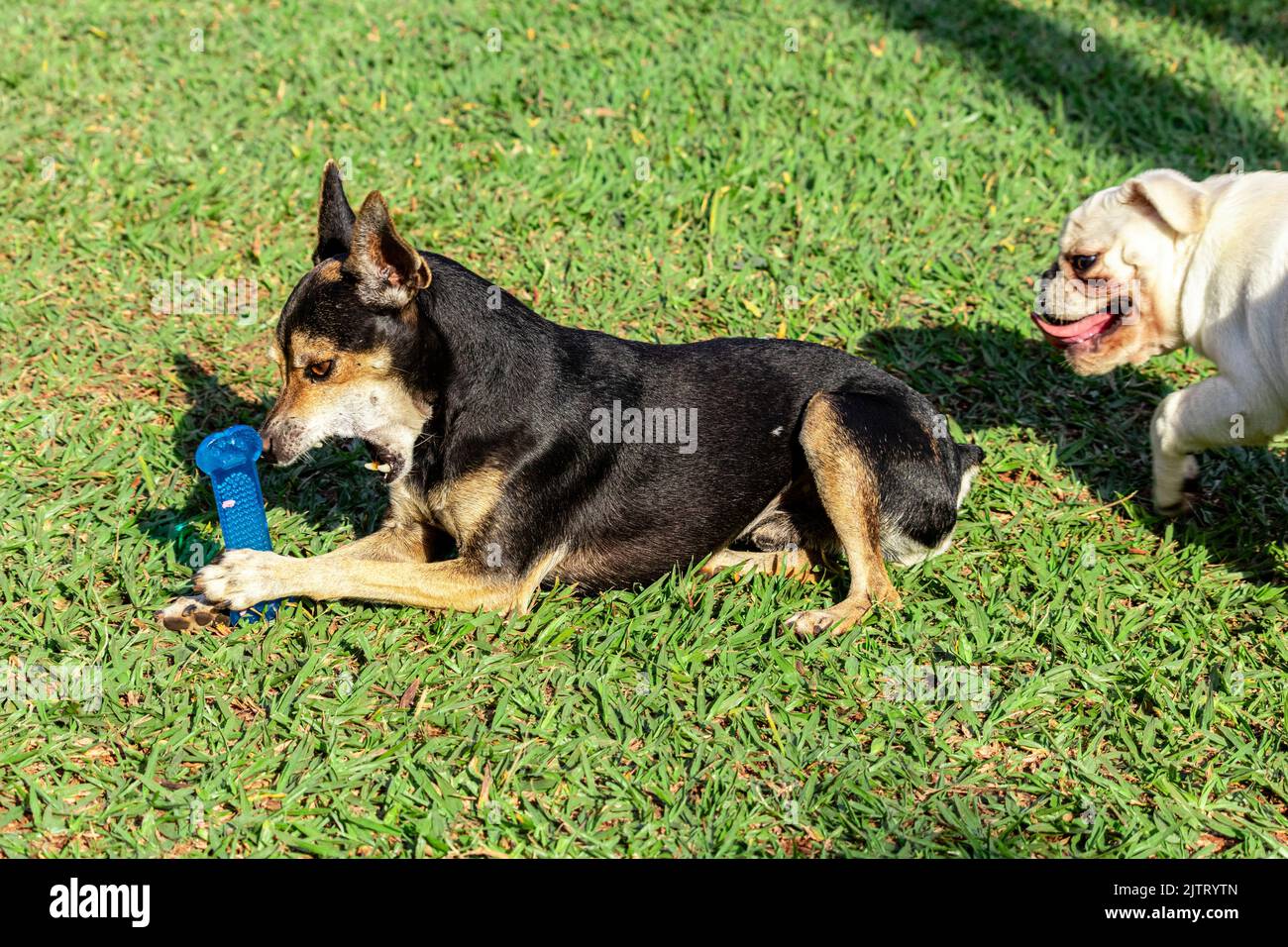 Pinscher and pug dog chasing each other on the grass, playing. Stock Photo