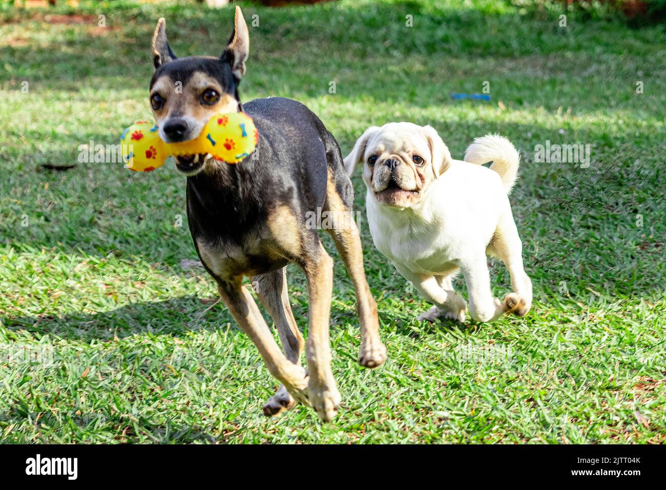 Pinscher and pug dog chasing each other on the grass, playing. Stock Photo