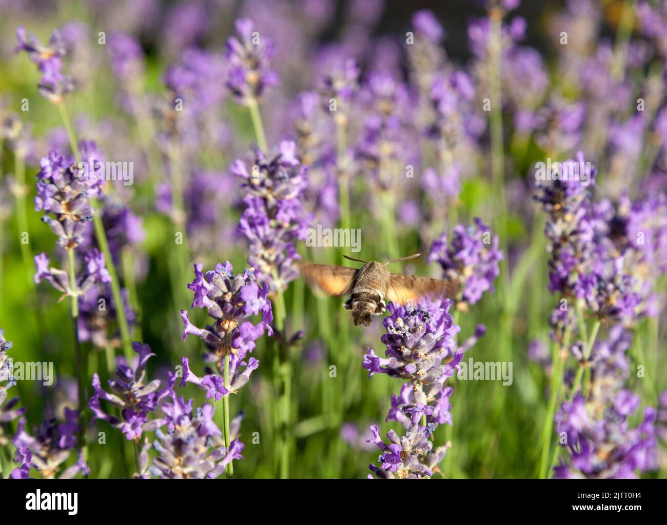 Lavender flowers and Sphingidae (Moro-sphinx) Stock Photo
