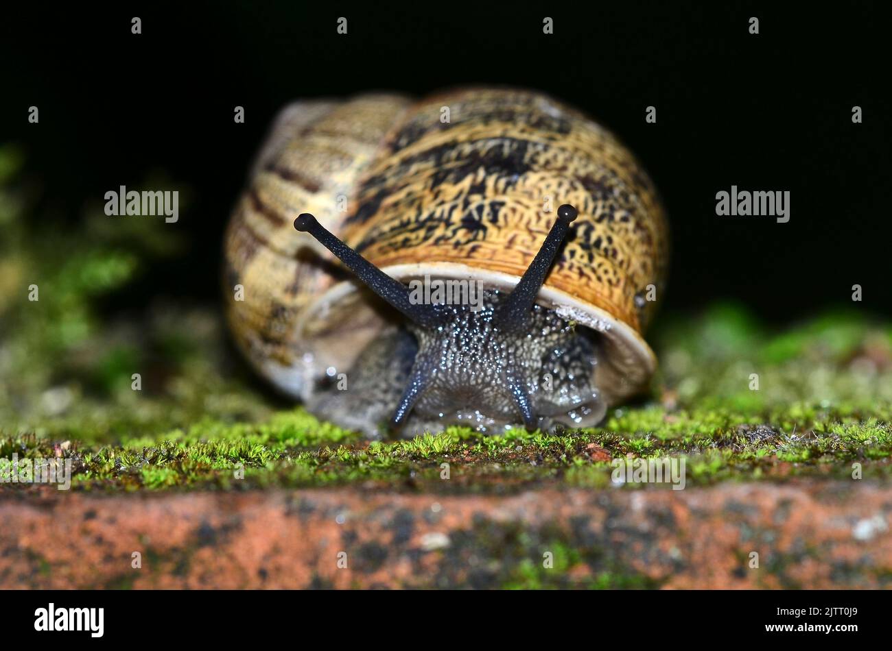 Garden snail on brick wall Stock Photo