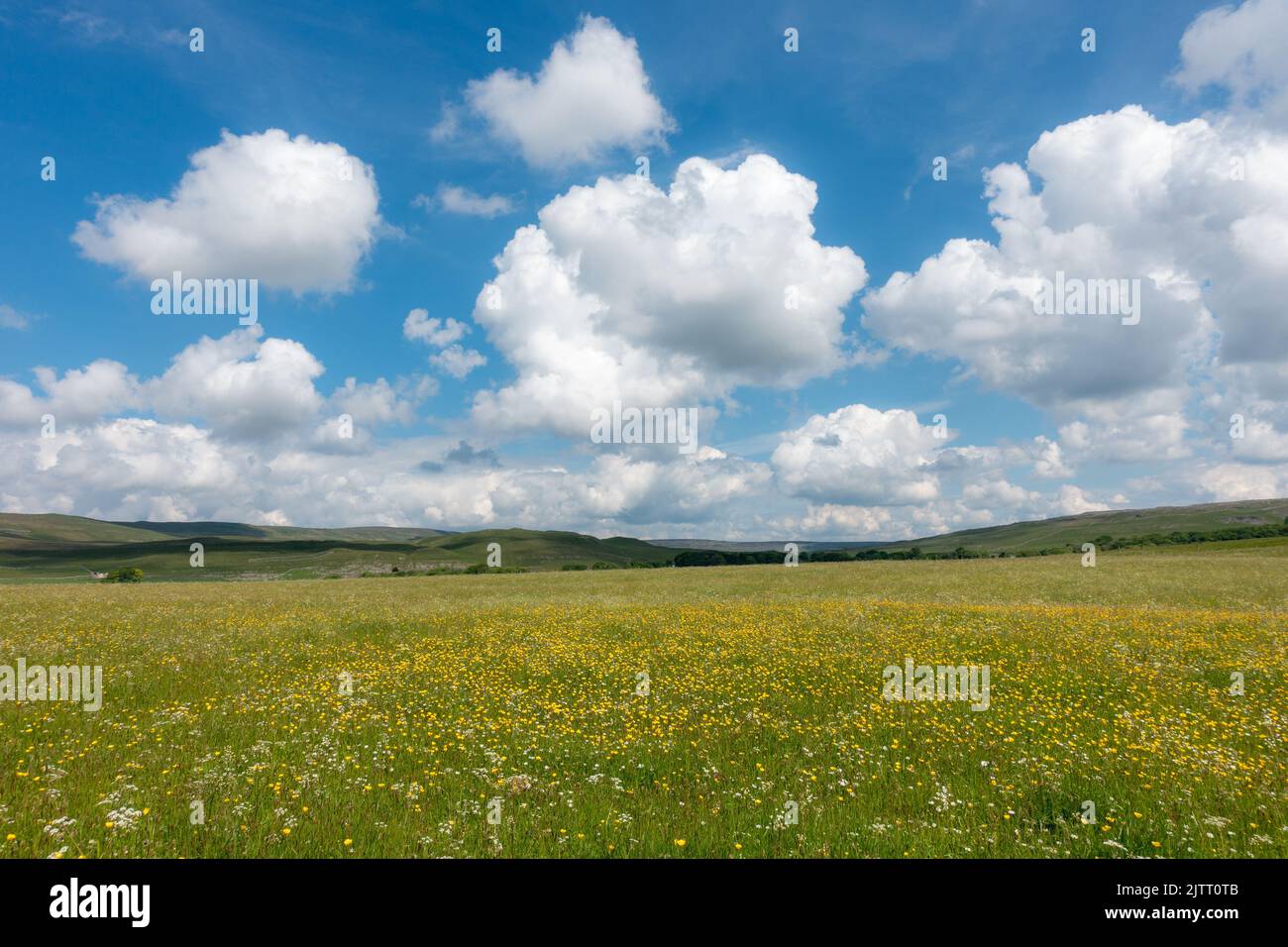 Buttercup wildflower meadows on Malham Moor in summer, Yorkshire Dales National Park, UK landscapes Stock Photo