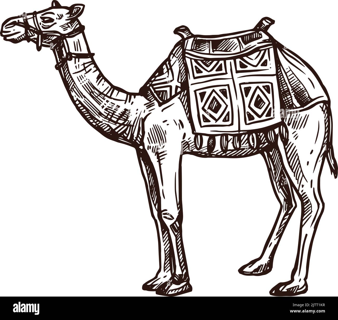 Arabian camel harness Stock Vector Images - Alamy