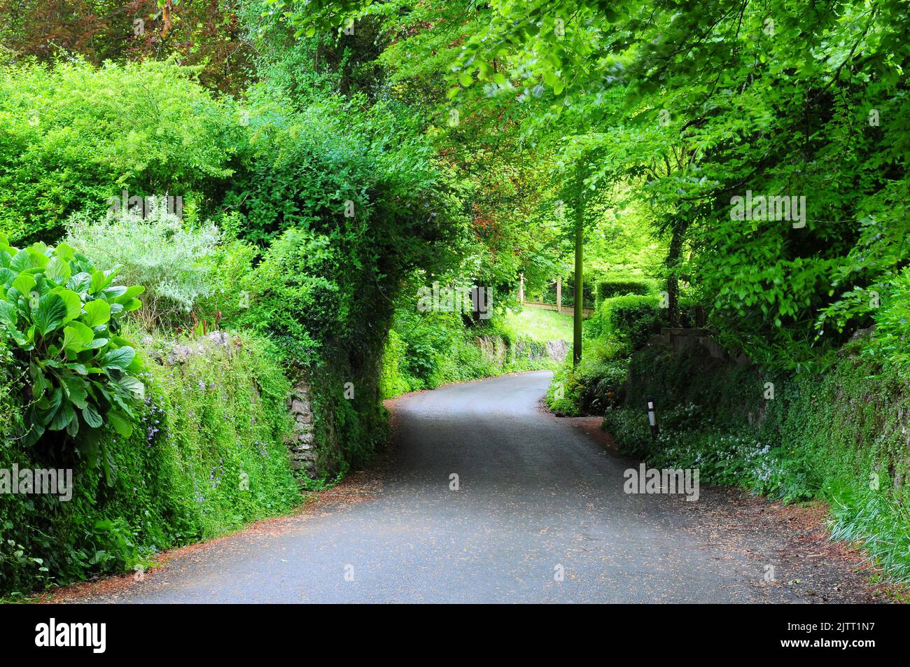 Leafy lane approach in the rural village of Chedington in West Dorset, UK Stock Photo