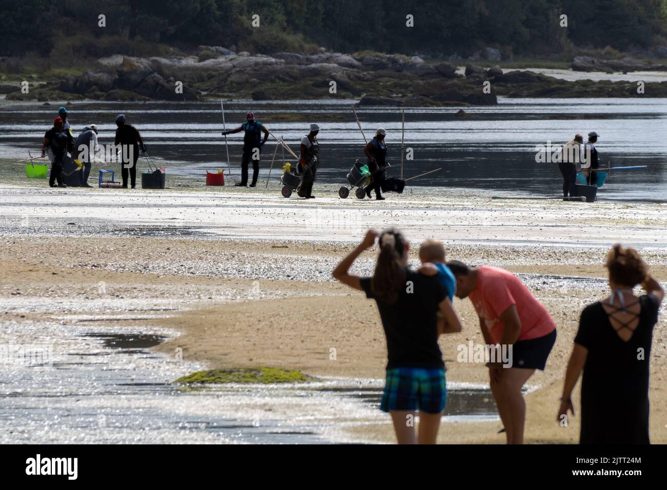 Shellfisher silhouette hi-res stock photography and images - Alamy