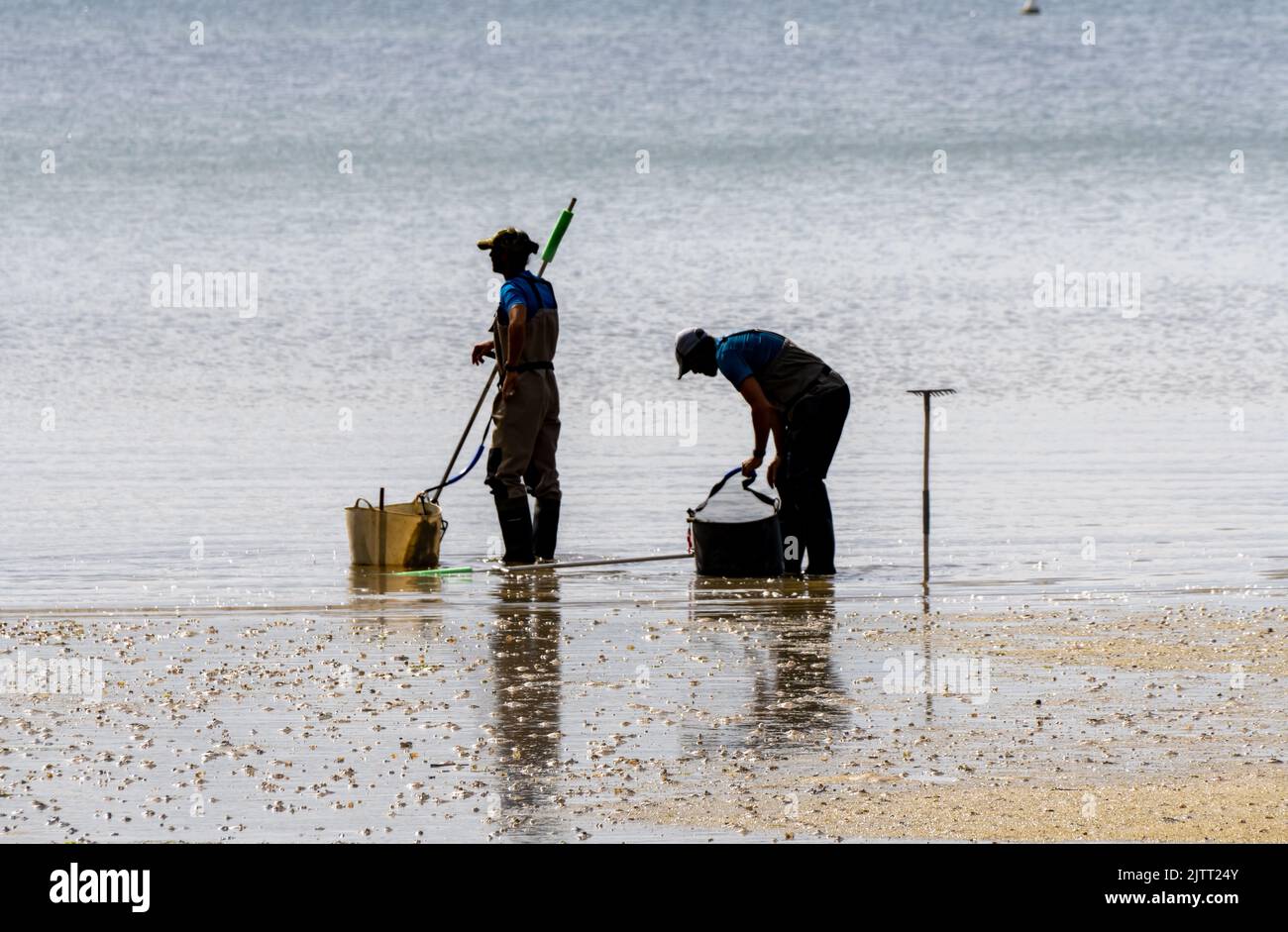 Fishermen preparing to collect clams and mussels from the beach with their rakes. Boiro beach in Pontevedra. Stock Photo