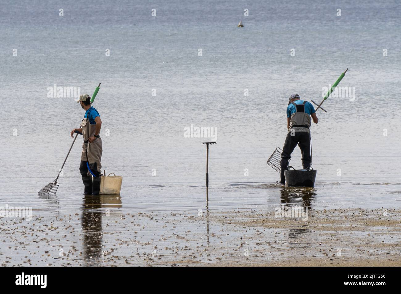 Fishermen collecting clams and mussels from the beach with their rakes. Boiro Beach in Pontevedra. Stock Photo