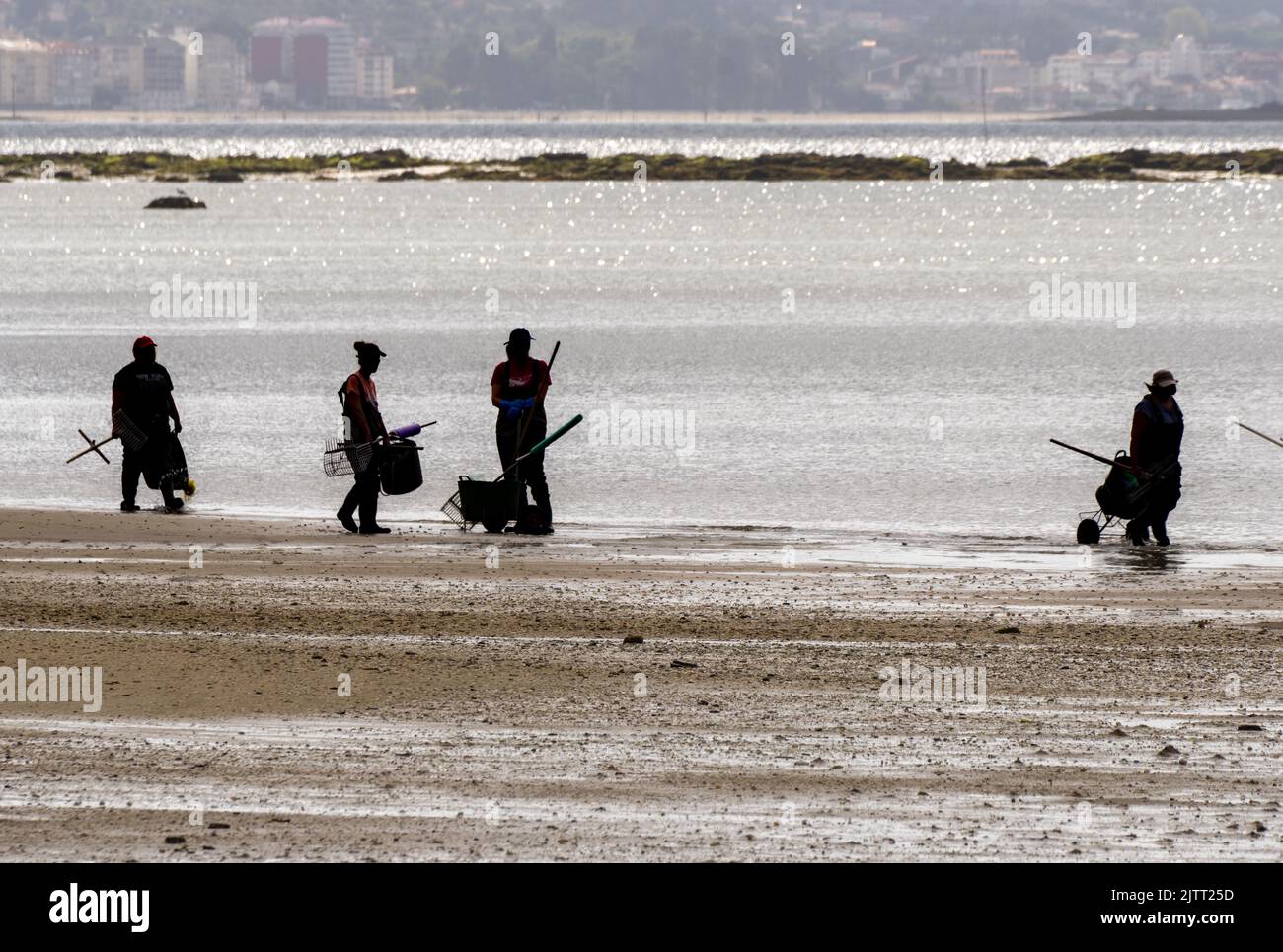 Group of fishermen entering the beach to collect clams and mussels from the beach with their shellfish rakes. Boiro Beach in Pontevedra. Stock Photo