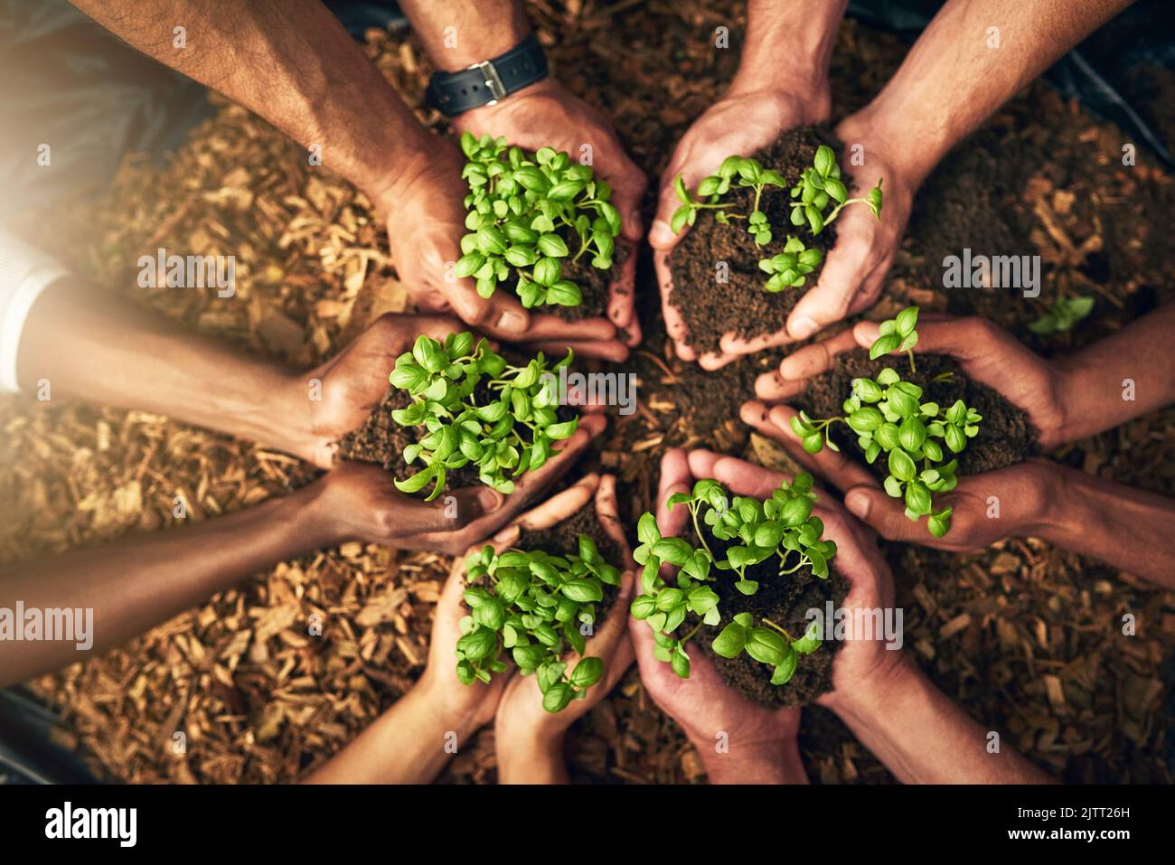 Diverse group of people holding sustainable plants in an eco friendly environment for nature conservation. Closeup of hands planting in fertile soil Stock Photo