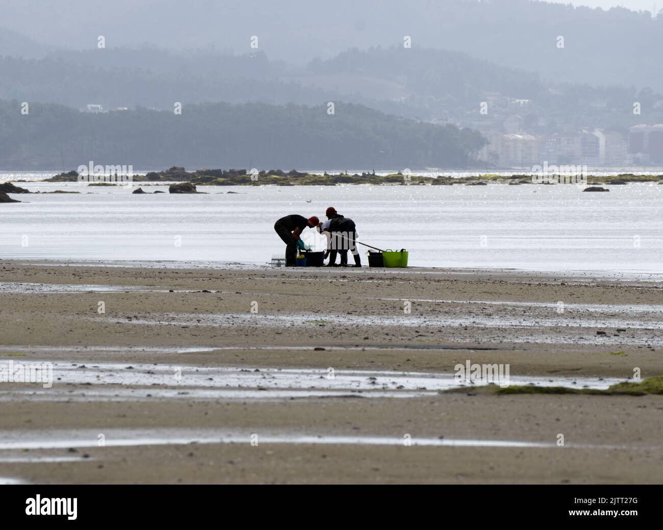 A shellfish collector and two shellfish collectors female shellfishing, crouching, in the sand to extract mussels and clams on a beach in Boiro, Ponte Stock Photo