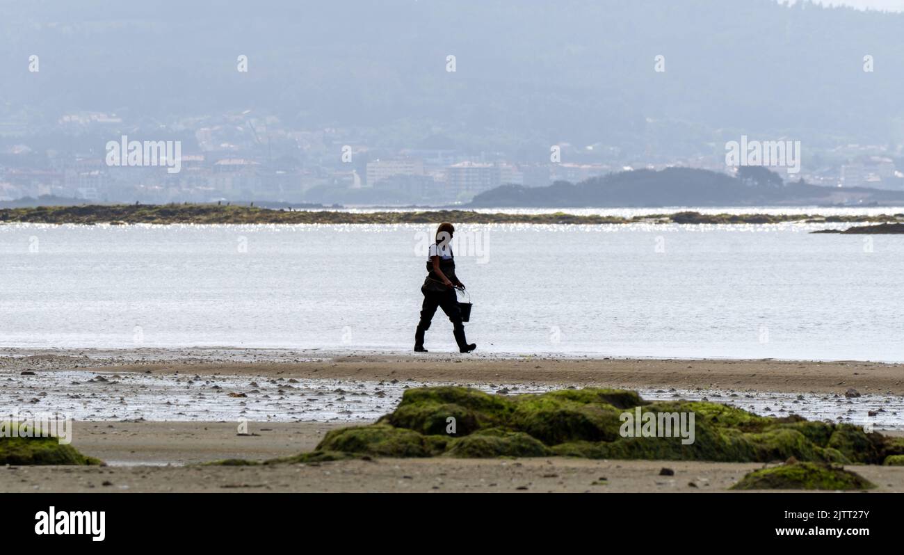 Shellfish gatherer woman walking along the beach shore to prepare to collect clams and mussels from the beach with his rake. Boiro beach in Pontevedra Stock Photo