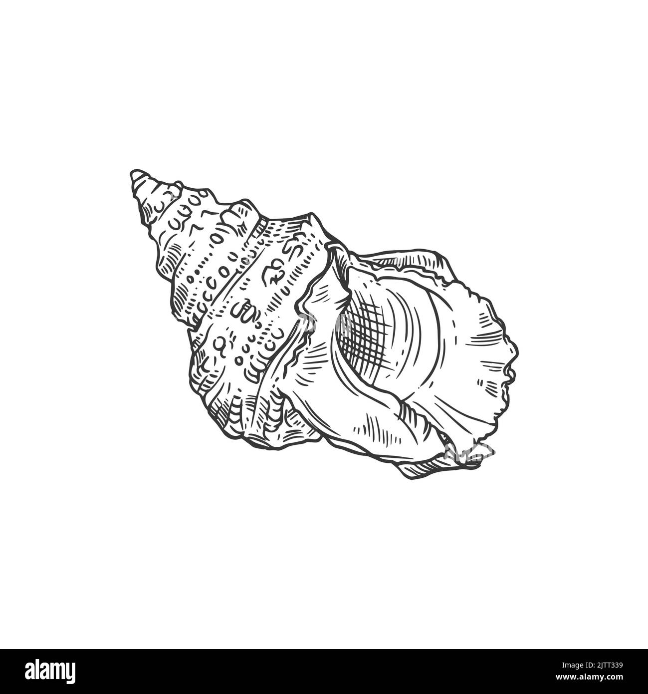 Sketch sea shell, vector ribbed cantharus conch, engraved marine clam or shellfish seashell, underwater hand drawn mollusk, cowrie shell design elemen Stock Vector