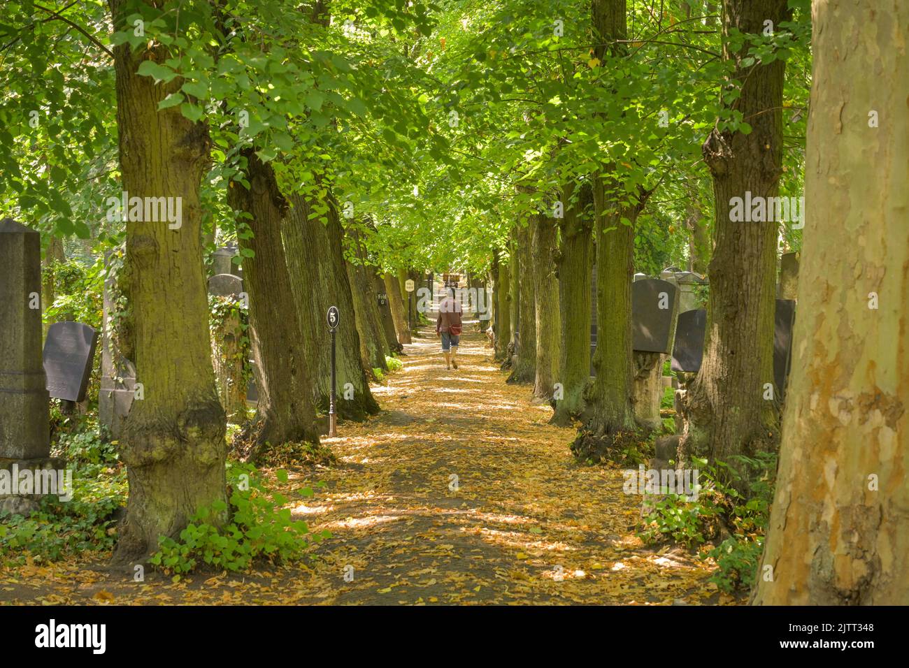 Lindenbäume, alte Gräber, Jüdischer Friedhof, Herbert-Baum-Straße, Weißensee, Pankow, Berlin, Deutschland Stock Photo