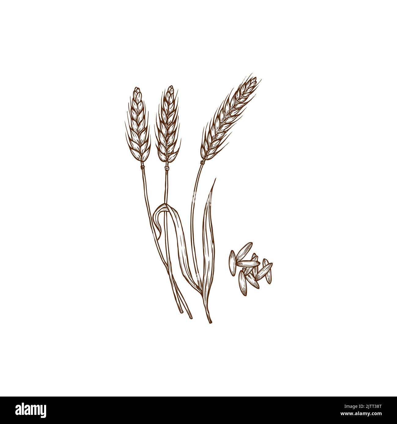 Durum wheat semolina Stock Vector Images - Alamy