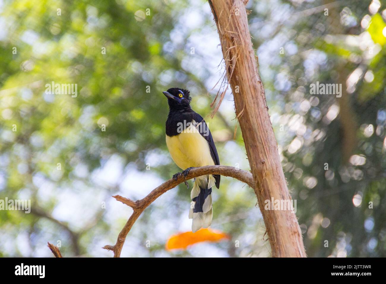 Cancan rock hi-res stock photography and images - Alamy