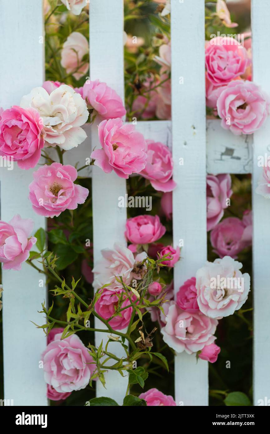 Pink roses seen through a white picket fence Stock Photo