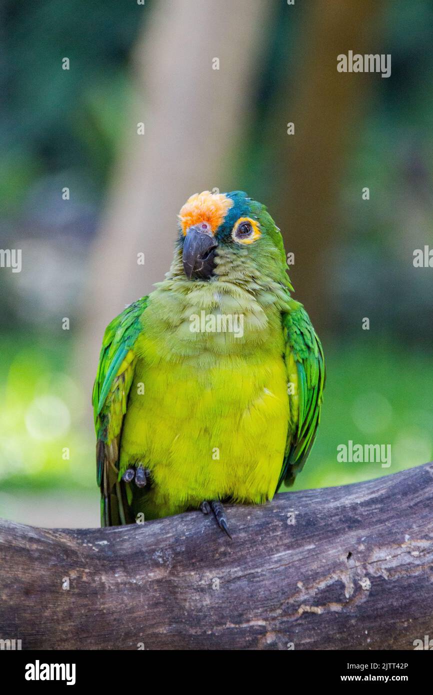 Campeiro parrot hi-res stock photography and images - Alamy