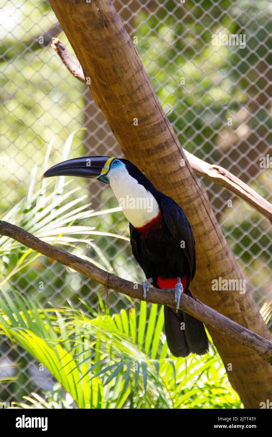 black-billed toucan outdoors in a park in rio de janeiro. Stock Photo