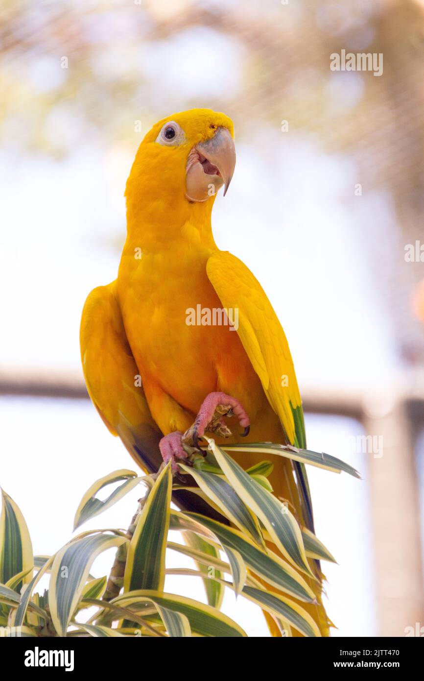 yellow and green bird known as ararajuba on a perch in Rio de Janeiro ...