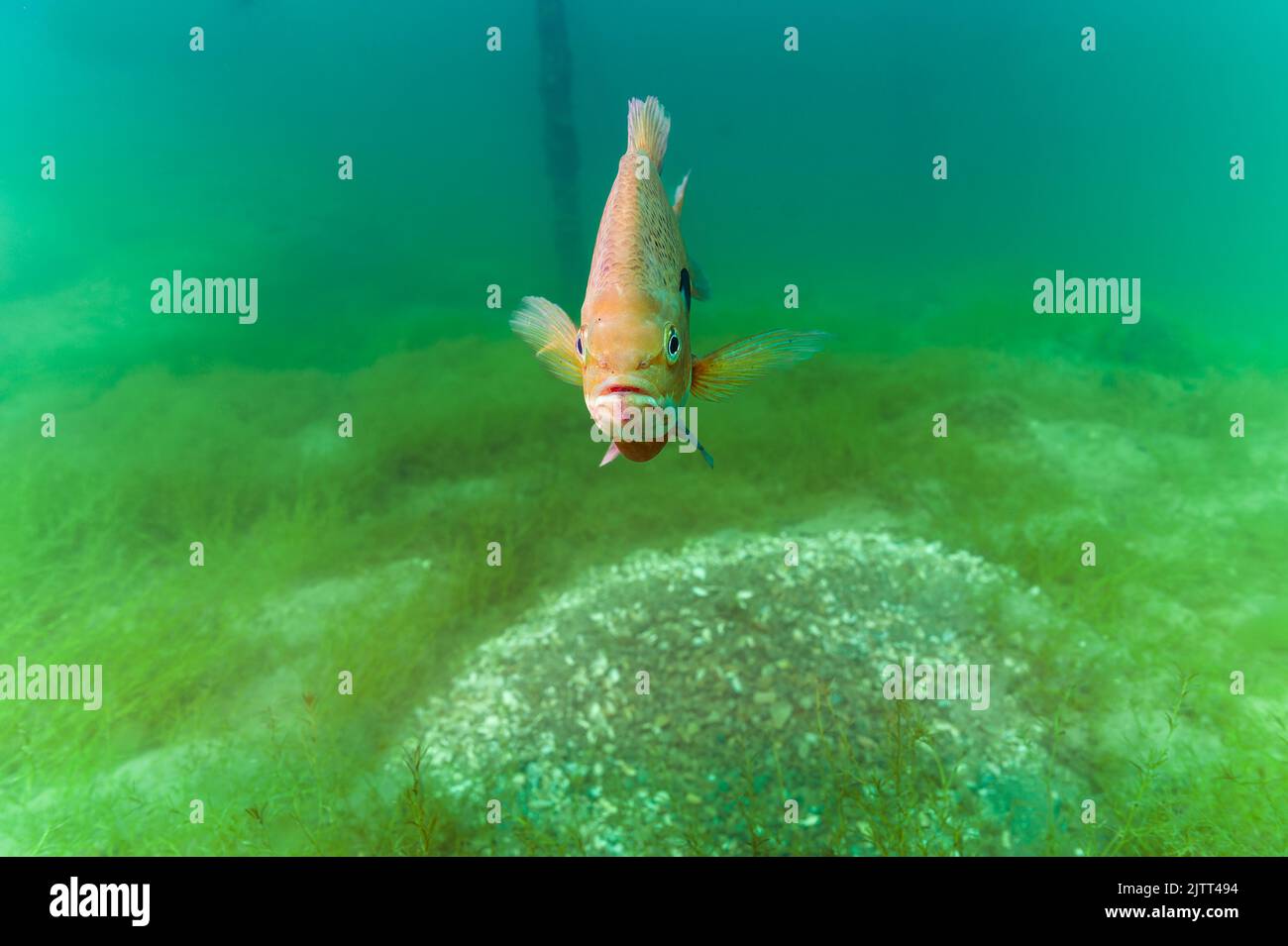 Dollar sunfish protecting the breeding nest it created Stock Photo