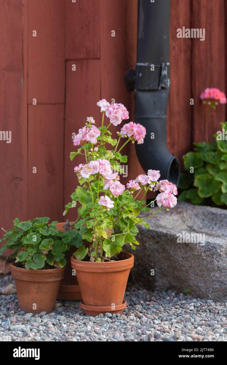 Potted geraniums outside a red painted cottage Stock Photo