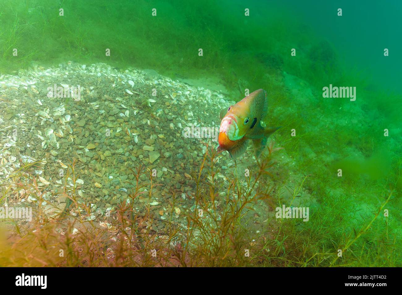 Dollar sunfish protecting the breeding nest it created Stock Photo