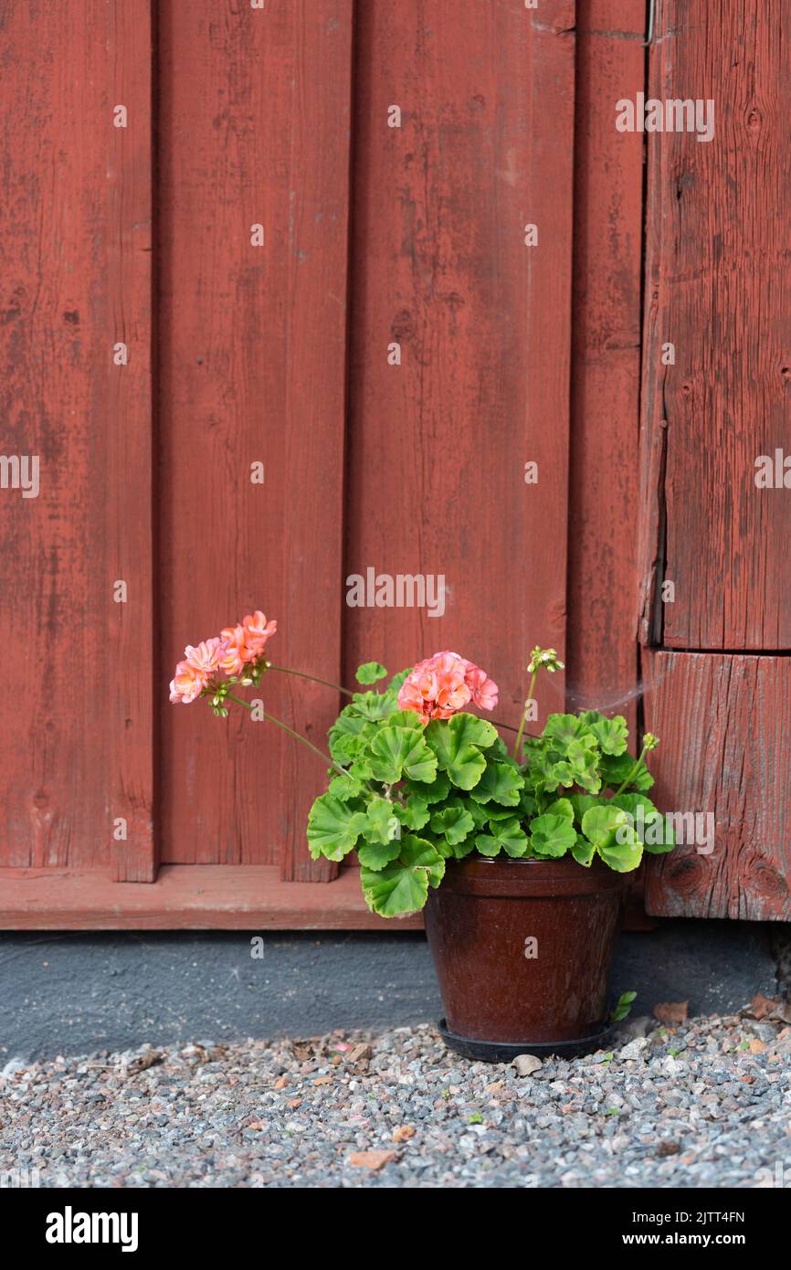 Potted geraniums outside a red painted cottage Stock Photo