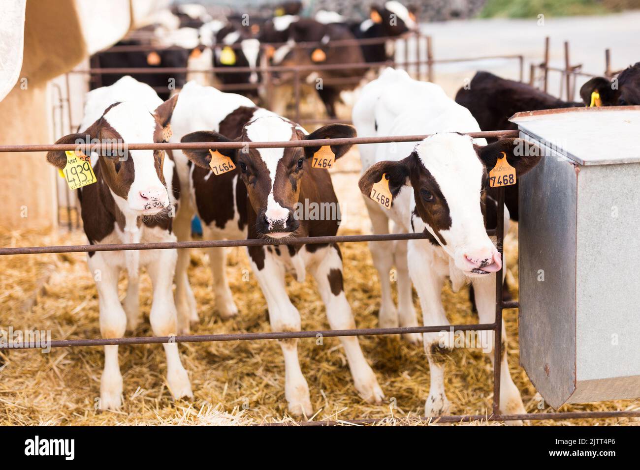 black and white calves in stall on farm Stock Photo Alamy